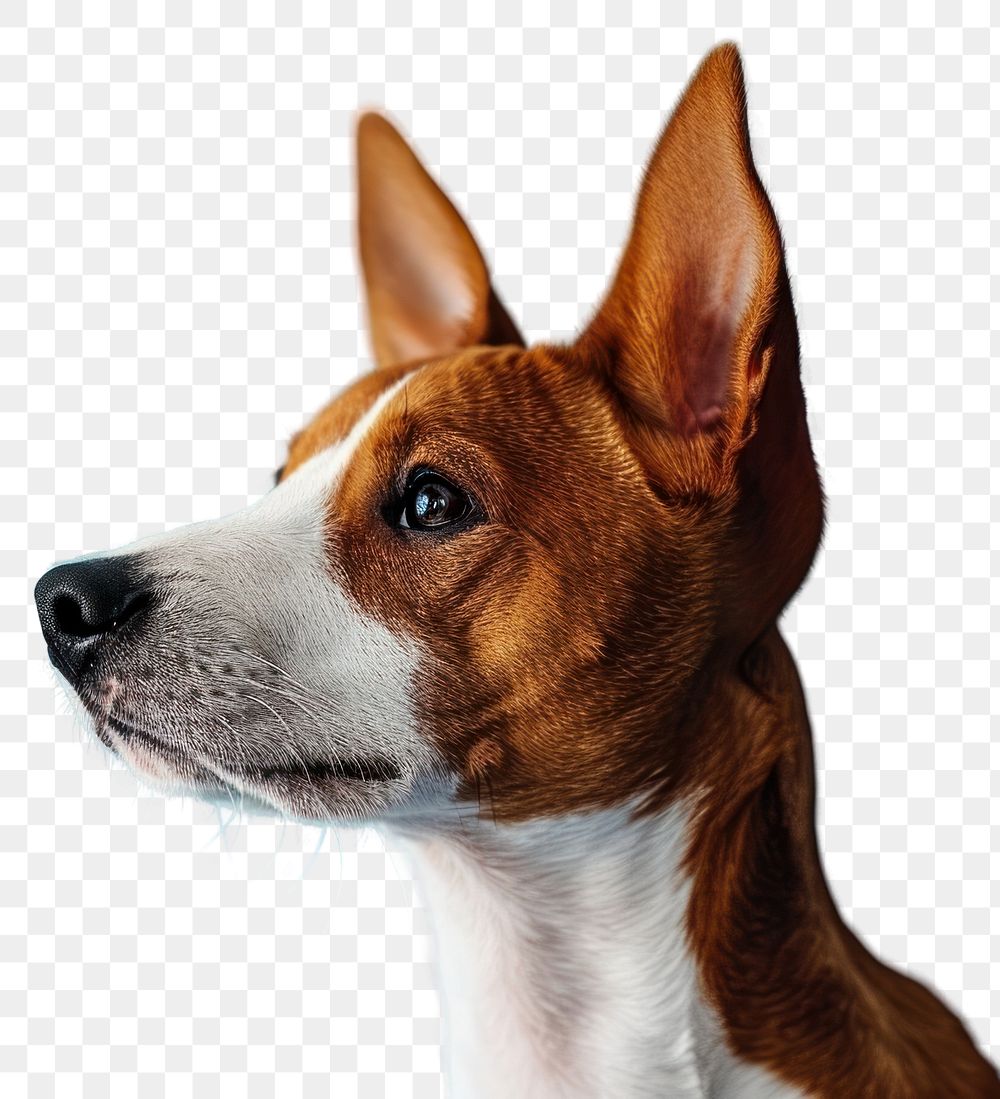 PNG Basenji dog mammal animal hound.
