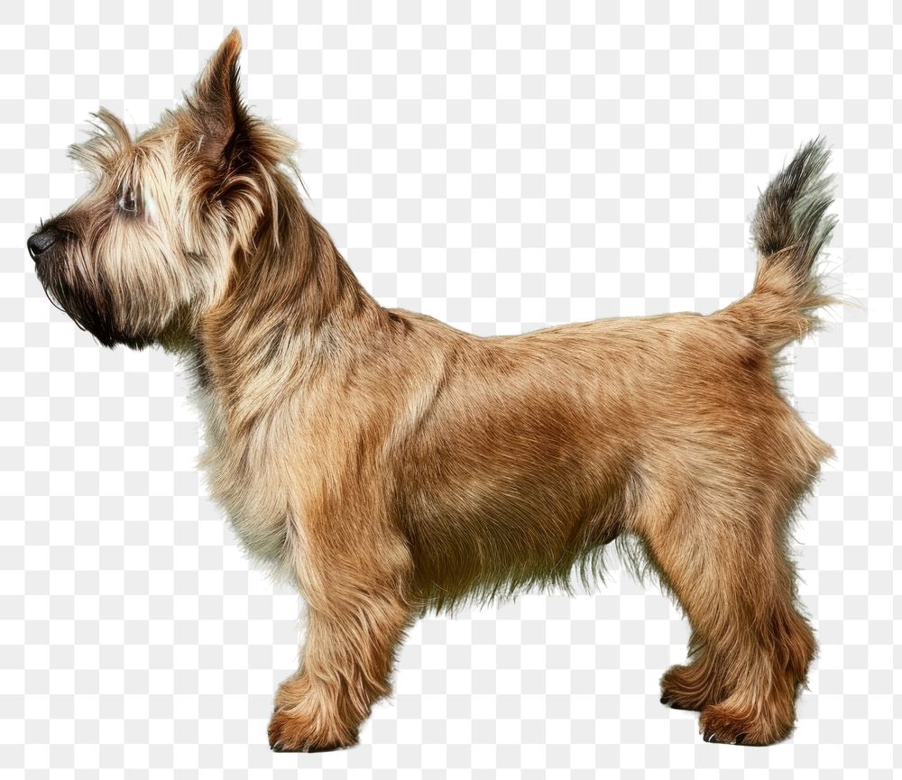 PNG Cairn terrier dog mammal animal pet.