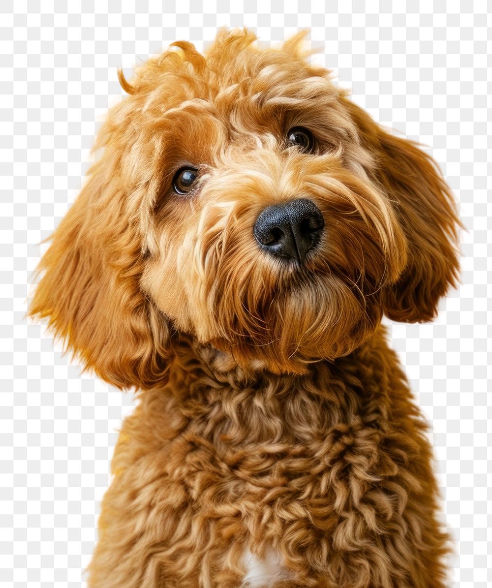 PNG Goldendoodle dog animal mammal puppy.