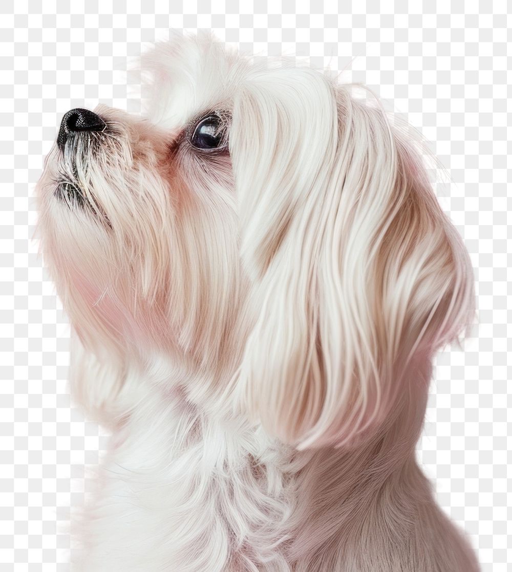 PNG Maltese dog mammal animal pet.