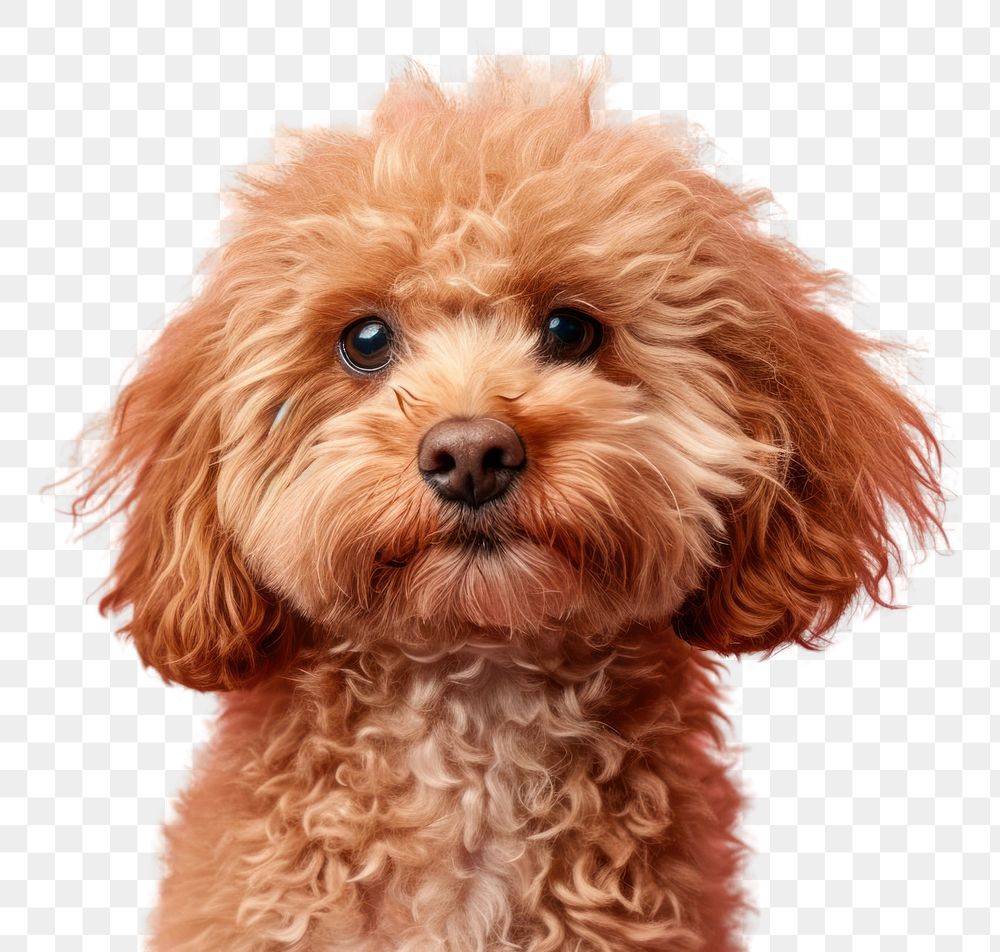 PNG Minipoo dog mammal animal poodle