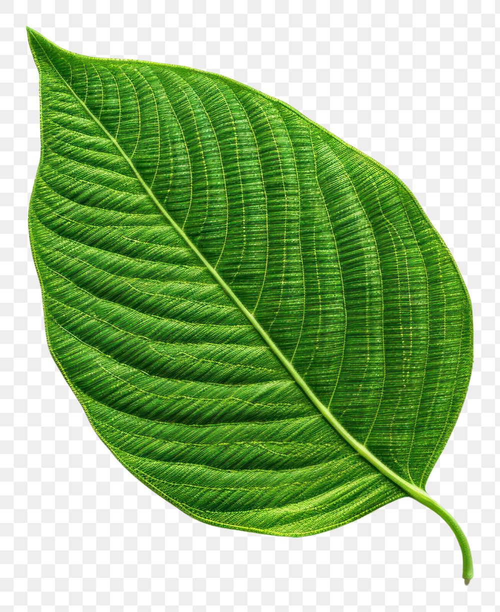 PNG  Leaf in embroidery style plant freshness pattern.
