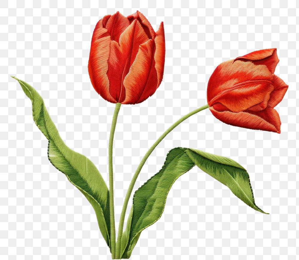 PNG  Tulip in embroidery style flower petal plant.