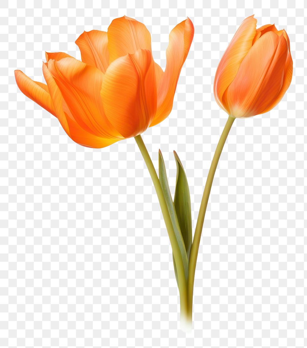 PNG Orange flower tulip plant white background.