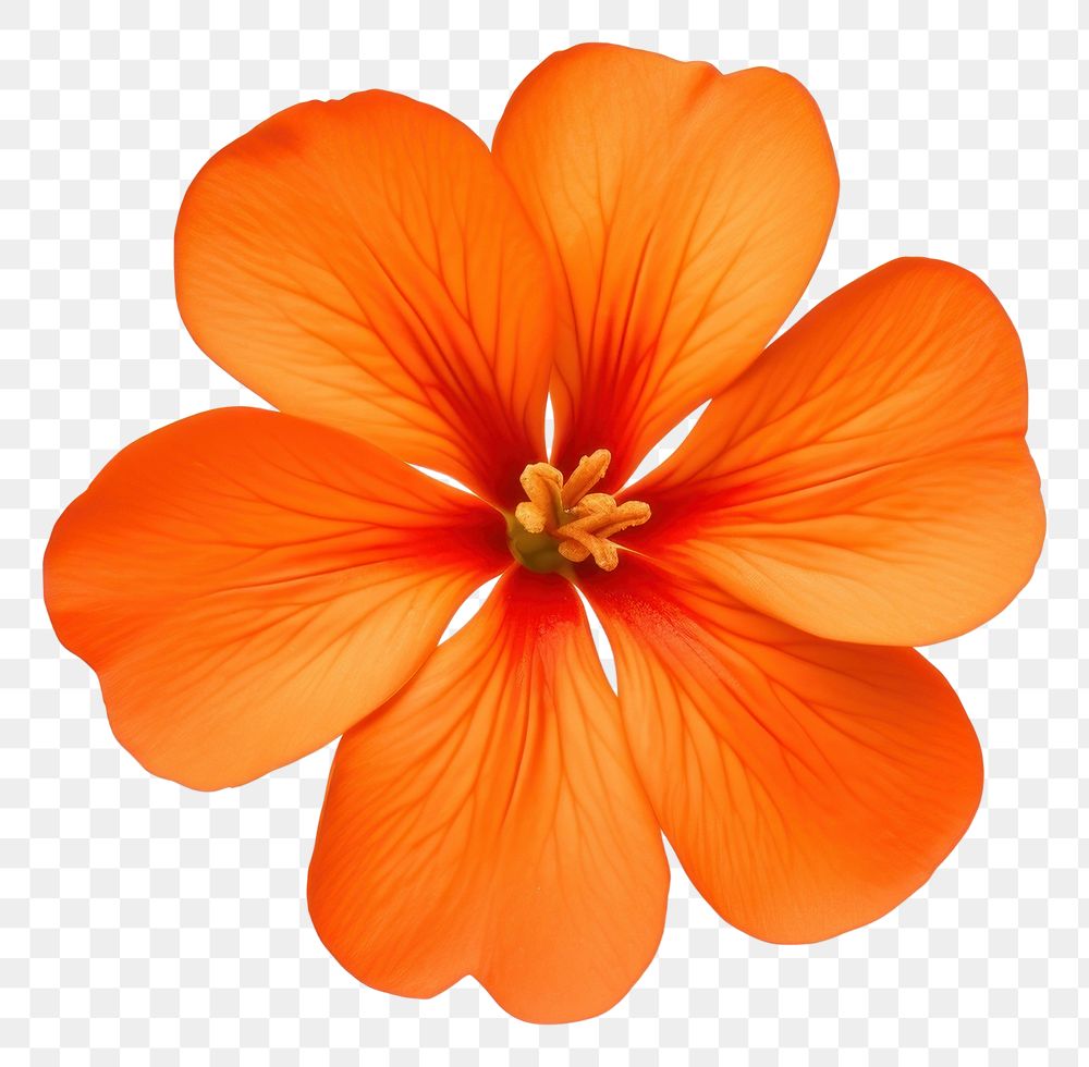 PNG Orange flower hibiscus petal plant.
