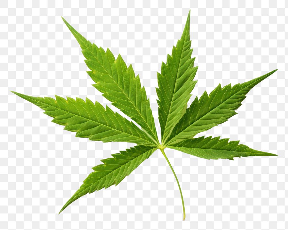 PNG  Leaf cannabis plant herbs.