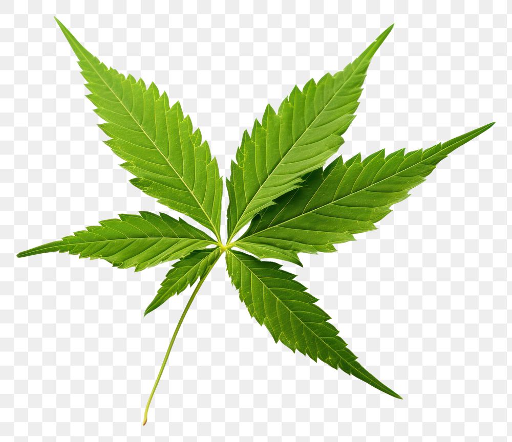 PNG  Leaf cannabis plant herbs.