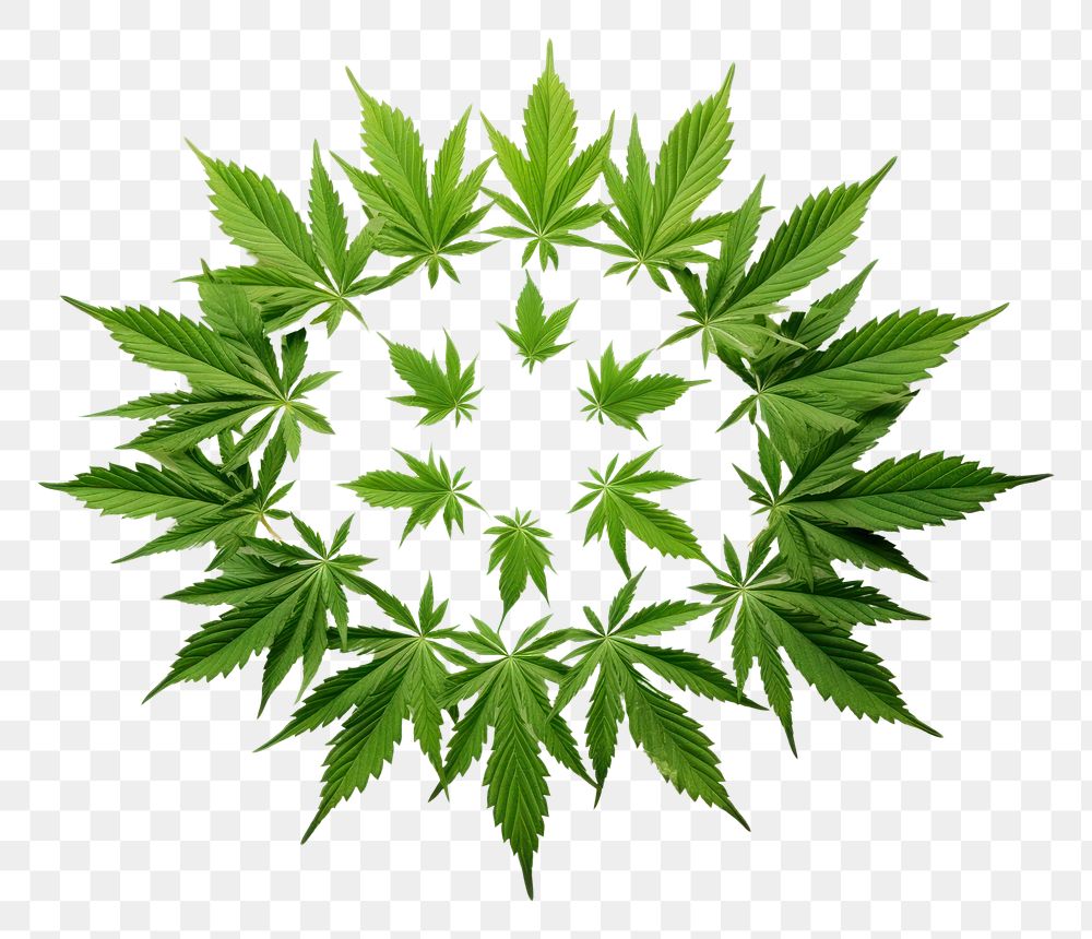 PNG  Leaf cannabis plant green.
