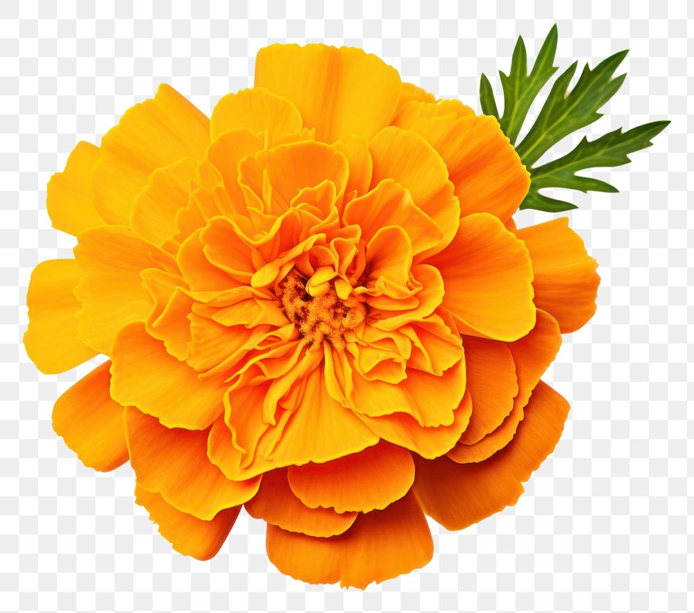 PNG Orange flower marigold petal plant.