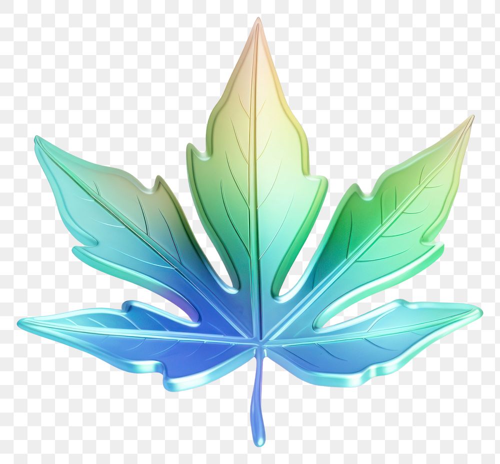 PNG Leaf graphics plant white background.