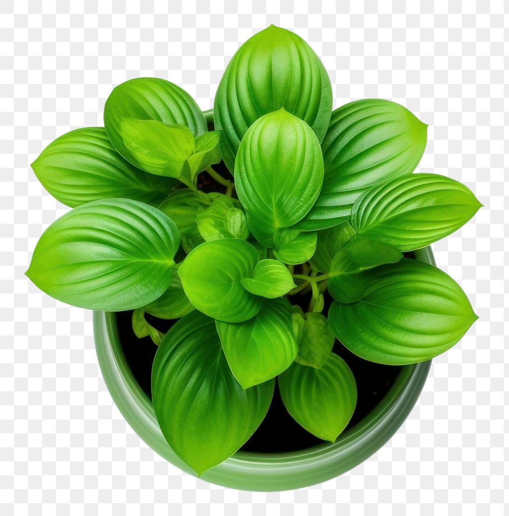 PNG Potted indoor plant herbs leaf white background.