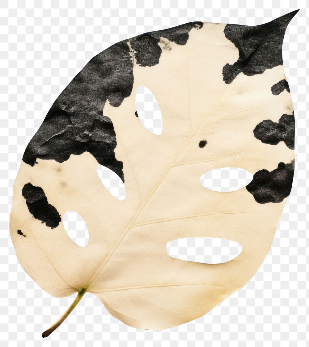 PNG Leaf black ripped paper plant white background moustache.