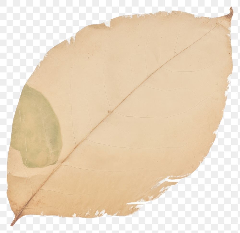 PNG Leaf shape ripped paper white background textured yellow.