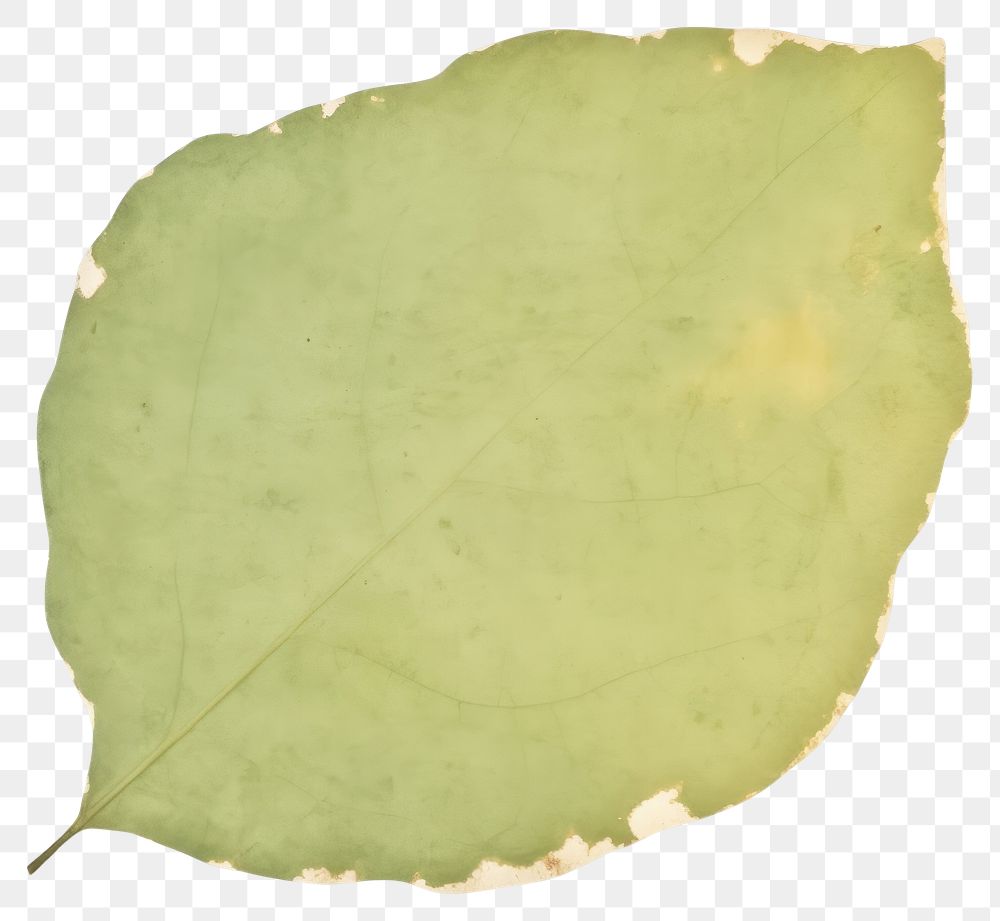 PNG Leaf shape ripped paper plant green white background.