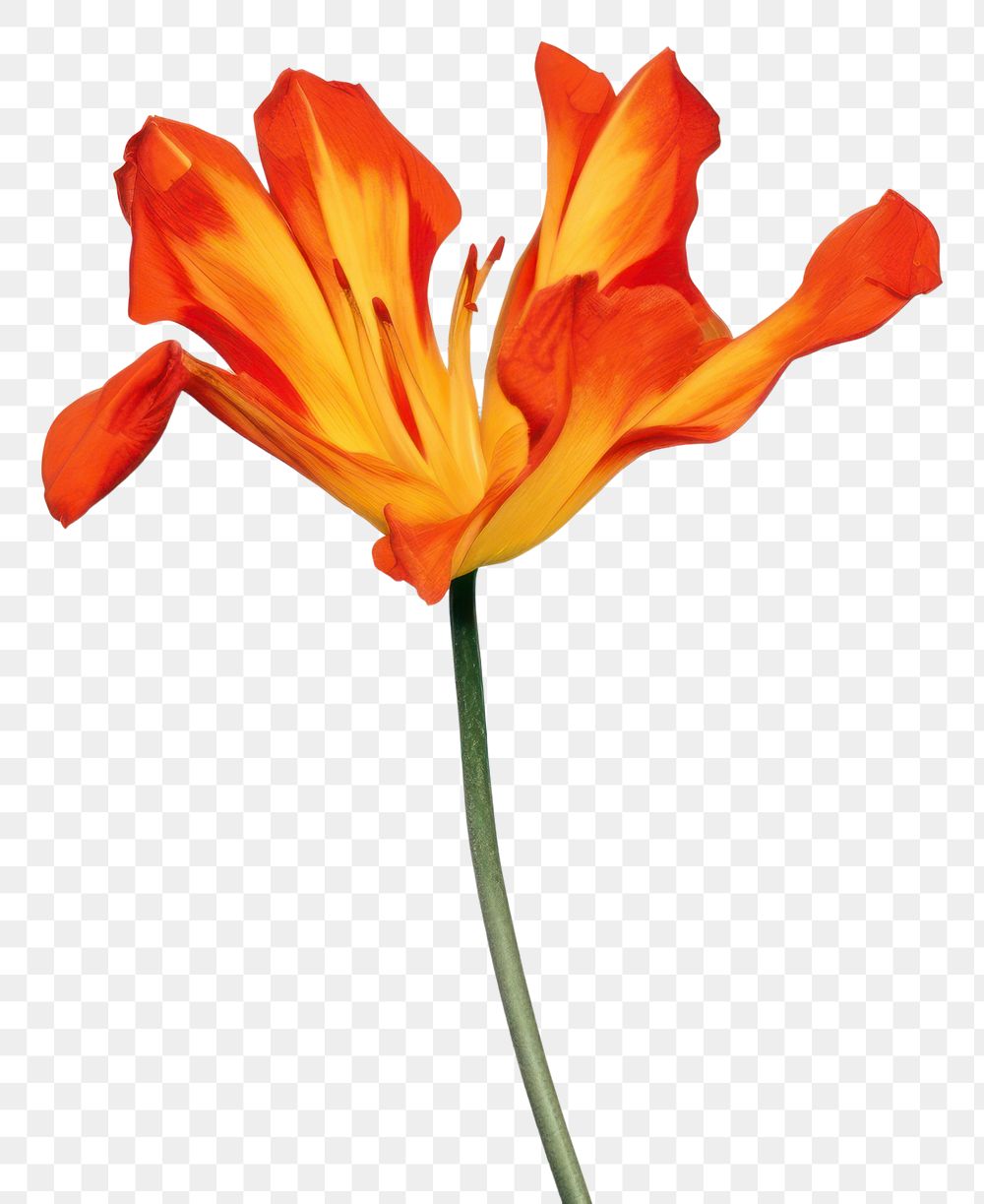 PNG Flower vertical petal tulip plant.