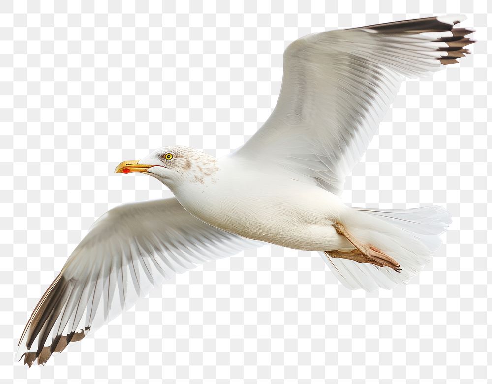 PNG  Seagull animal flying white.