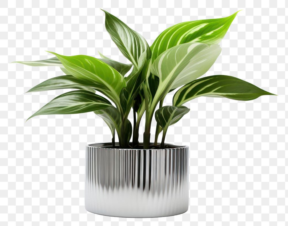 PNG Flower plant leaf vase.