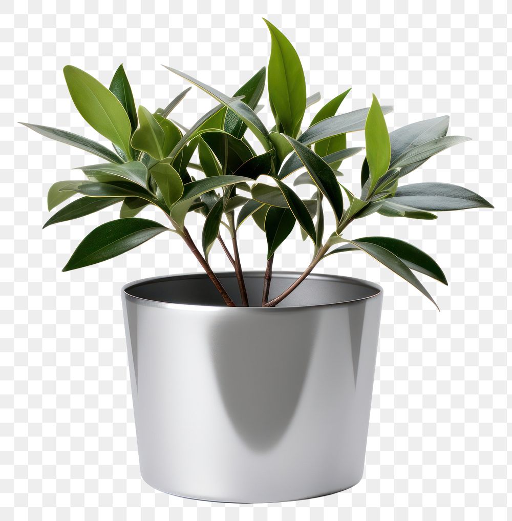 PNG House Plant Chrome material plant vase leaf.