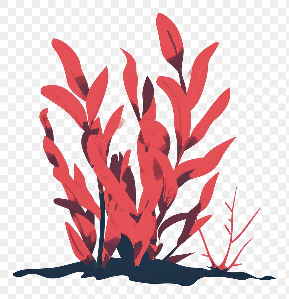 PNG  Red algae plant red tranquility.