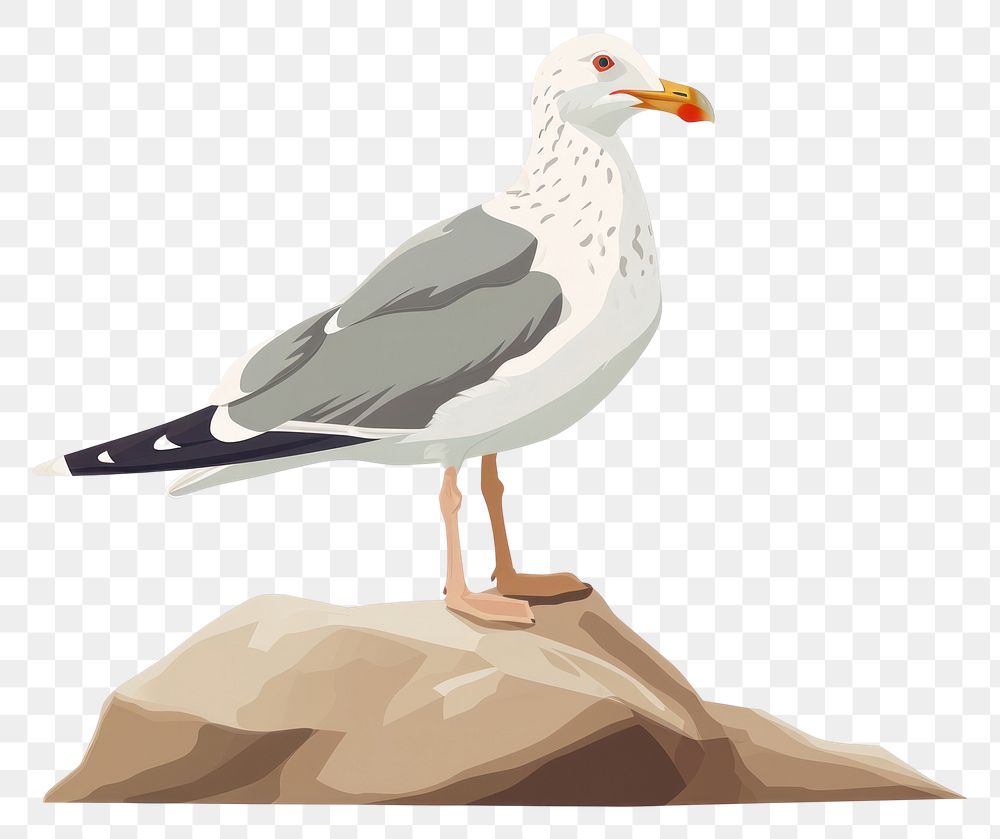 PNG  Seagull standing on the rock animal bird beak.