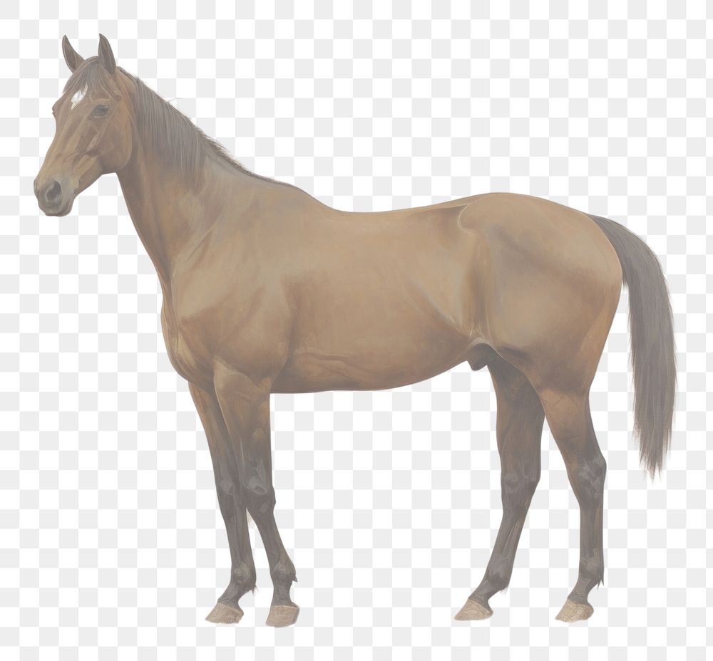 PNG Horse stallion animal mammal.