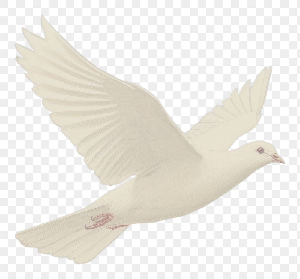 PNG White dove animal bird wildlife.