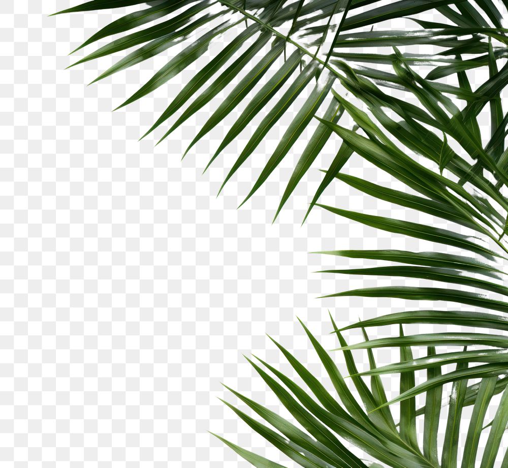 PNG  Natural palm tree leafs backgrounds outdoors nature.