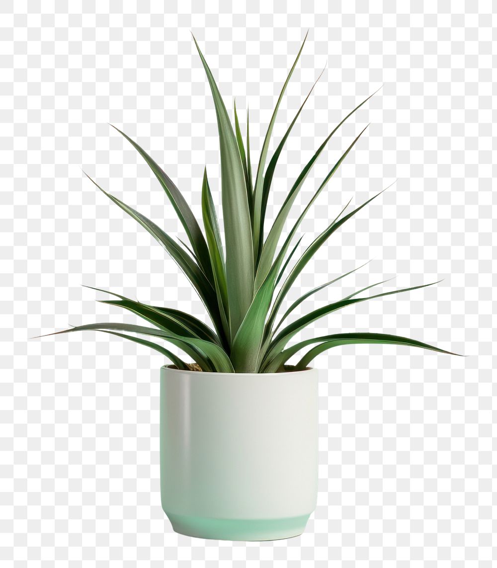 PNG  Green yucca plant vase houseplant flowerpot.