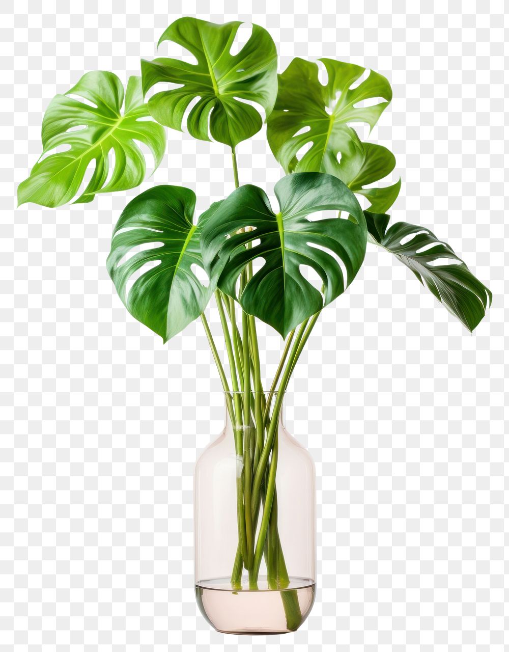 PNG  Monstera in a vase flower plant leaf.