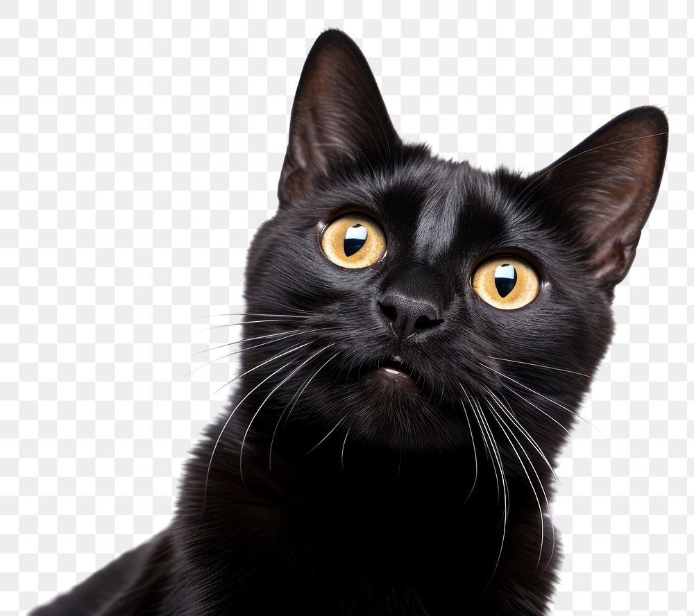 PNG Smiling bombay cat animal mammal pet. 