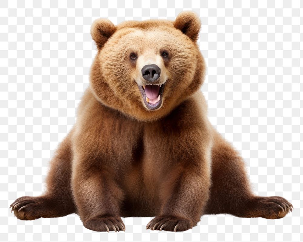 PNG Smiling bear wildlife mammal animal. AI generated Image by rawpixel.