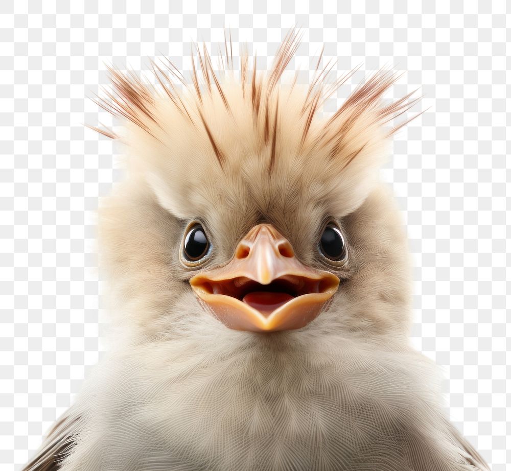 PNG Smiling bird animal beak cockatiel. AI generated Image by rawpixel.