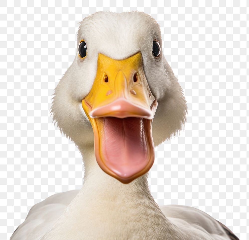 PNG Smiling duck wildlife animal goose. AI generated Image by rawpixel.