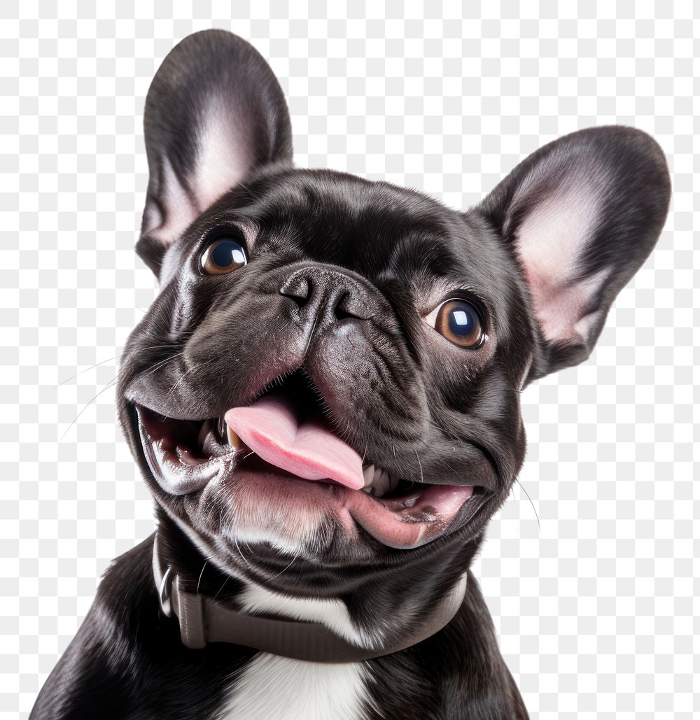 PNG Smiling french bulldog animal mammal pet. AI generated Image by rawpixel.