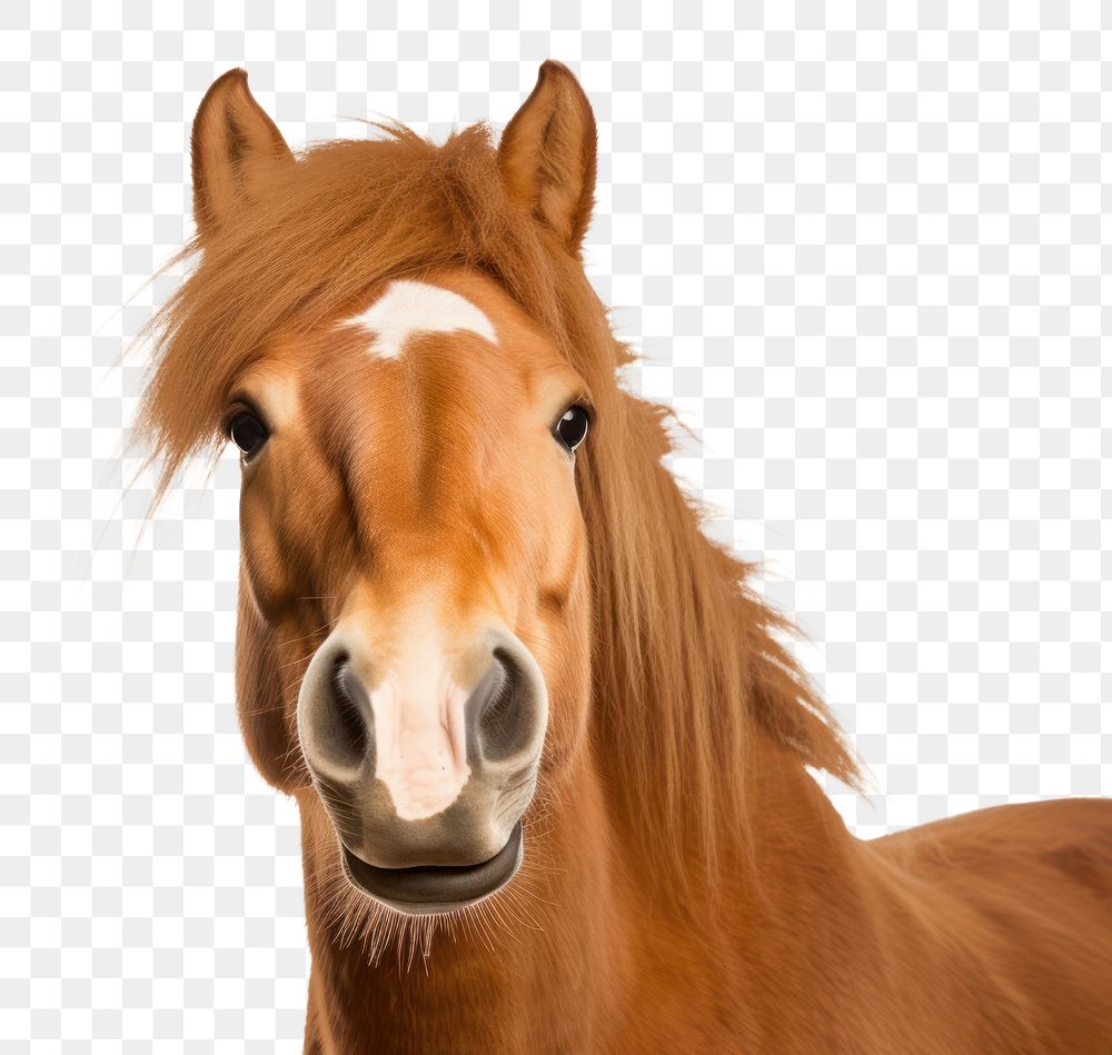 PNG Smiling horse animal mammal white background. AI generated Image by rawpixel.