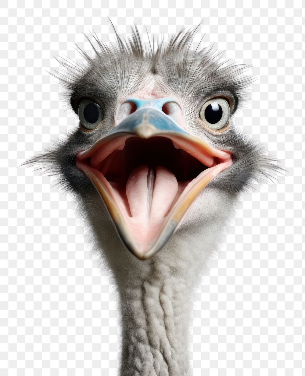 PNG Smiling ostrich animal bird beak. AI generated Image by rawpixel.