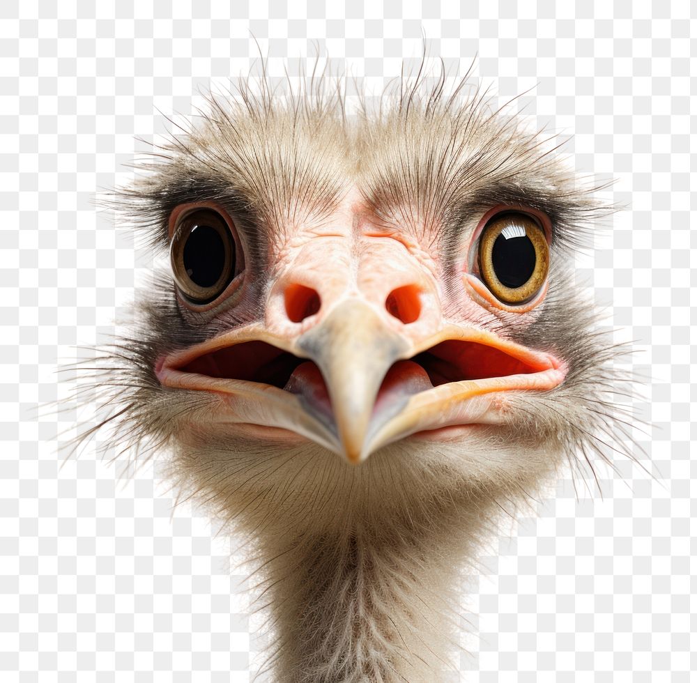 PNG Smiling ostrich animal bird beak. 