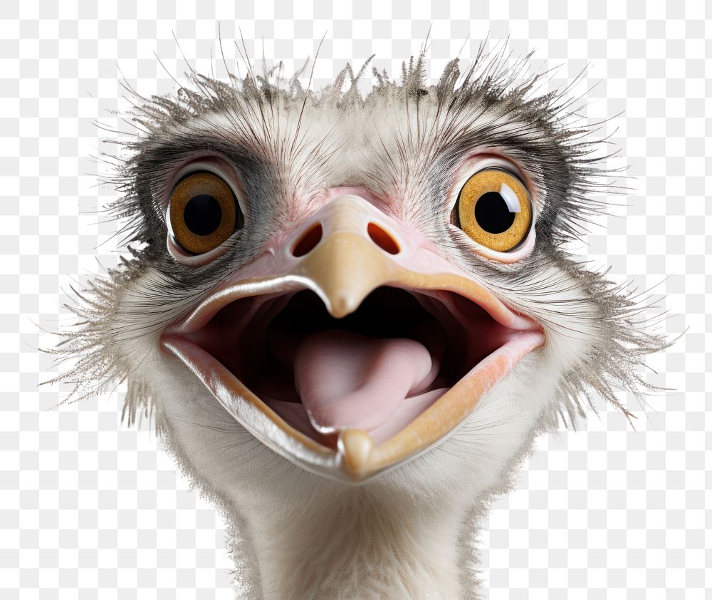 PNG Smiling ostrich animal bird beak. 