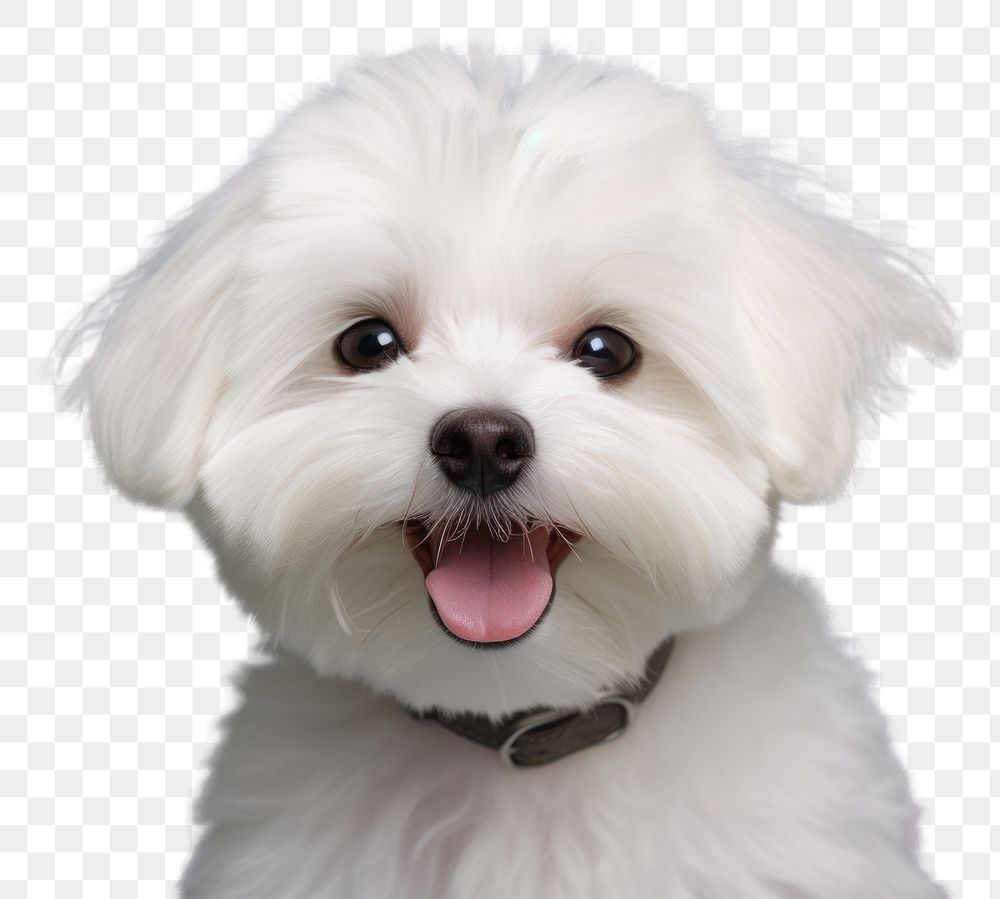 PNG Smiling maltese dog mammal animal puppy. AI generated Image by rawpixel.