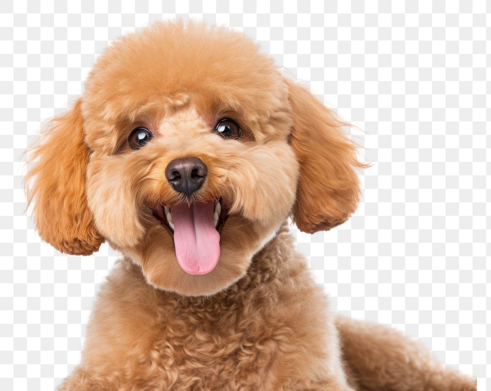 PNG Smiling poodle mammal animal puppy. AI generated Image by rawpixel.
