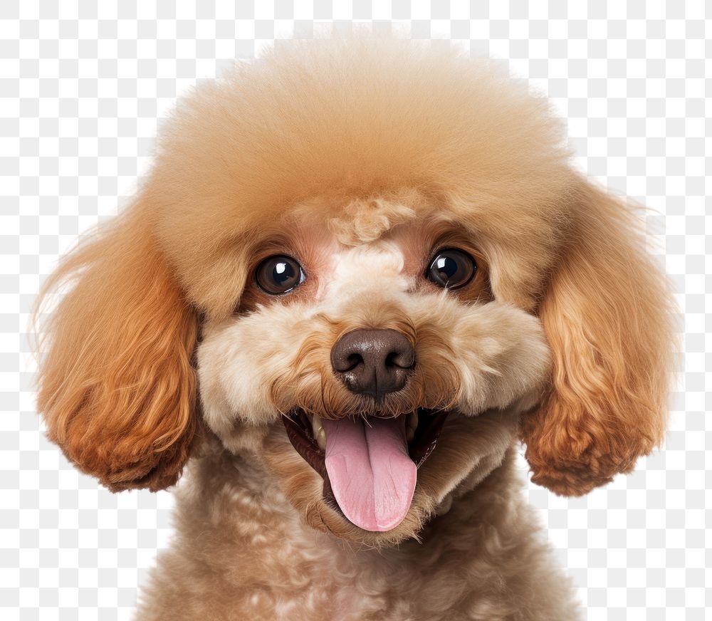 PNG Smiling poodle mammal animal dog. AI generated Image by rawpixel.