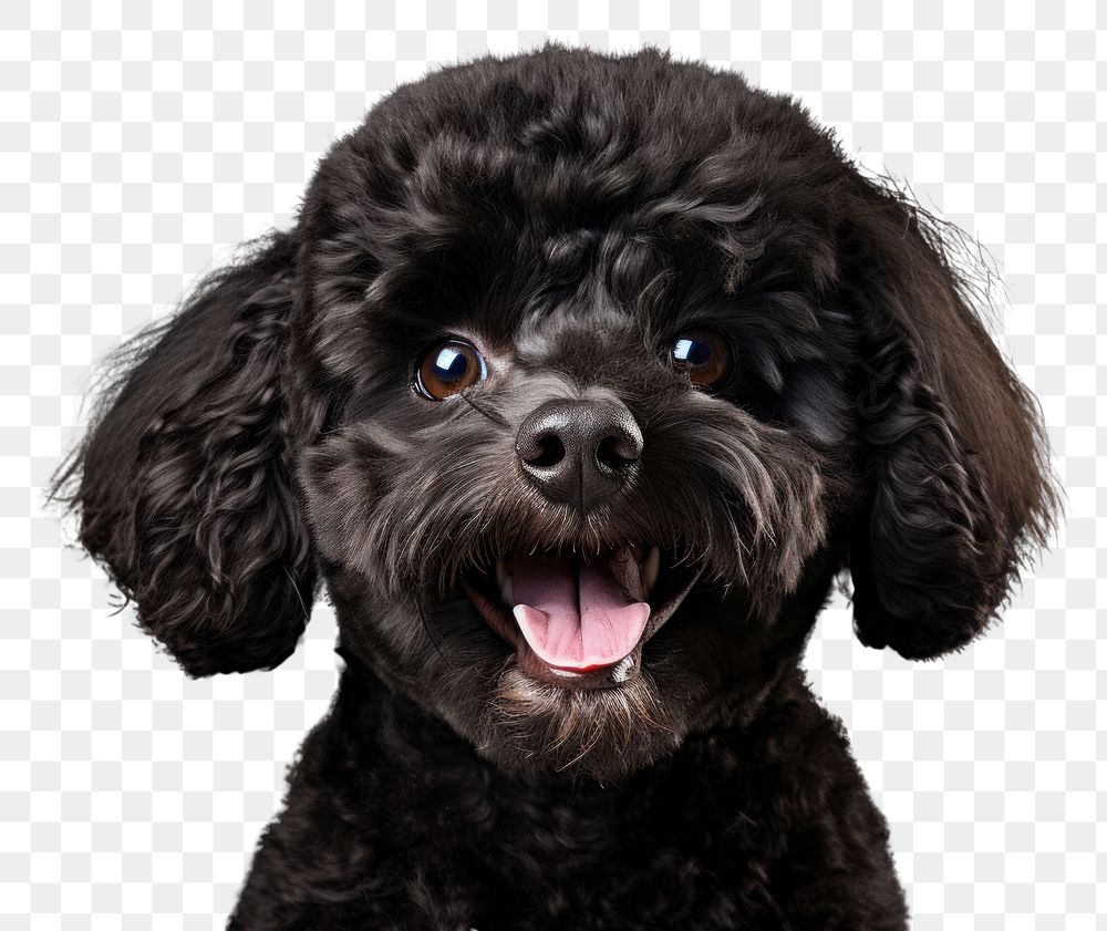 PNG Smiling poodle animal mammal puppy. AI generated Image by rawpixel.
