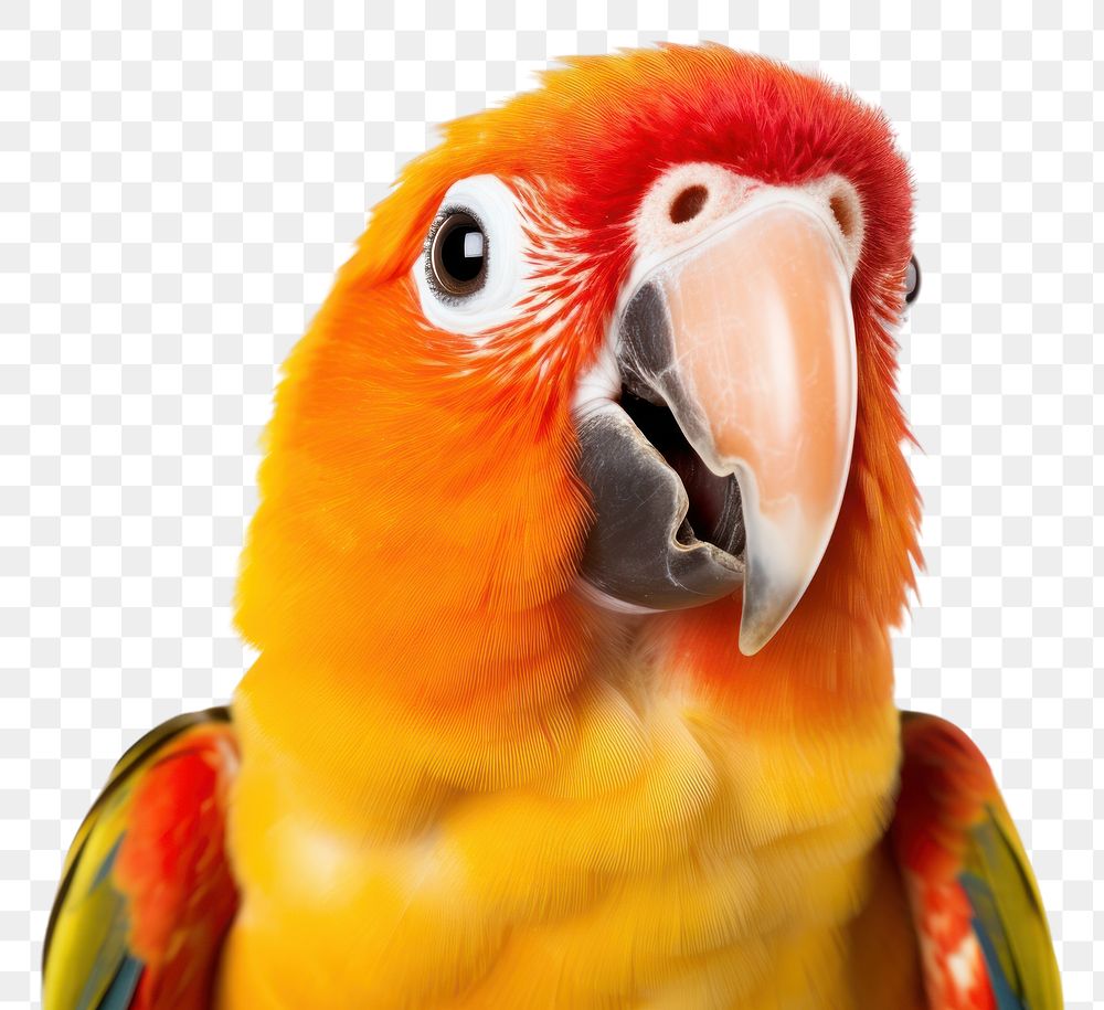 PNG Smiling parrot animal beak bird. AI generated Image by rawpixel.