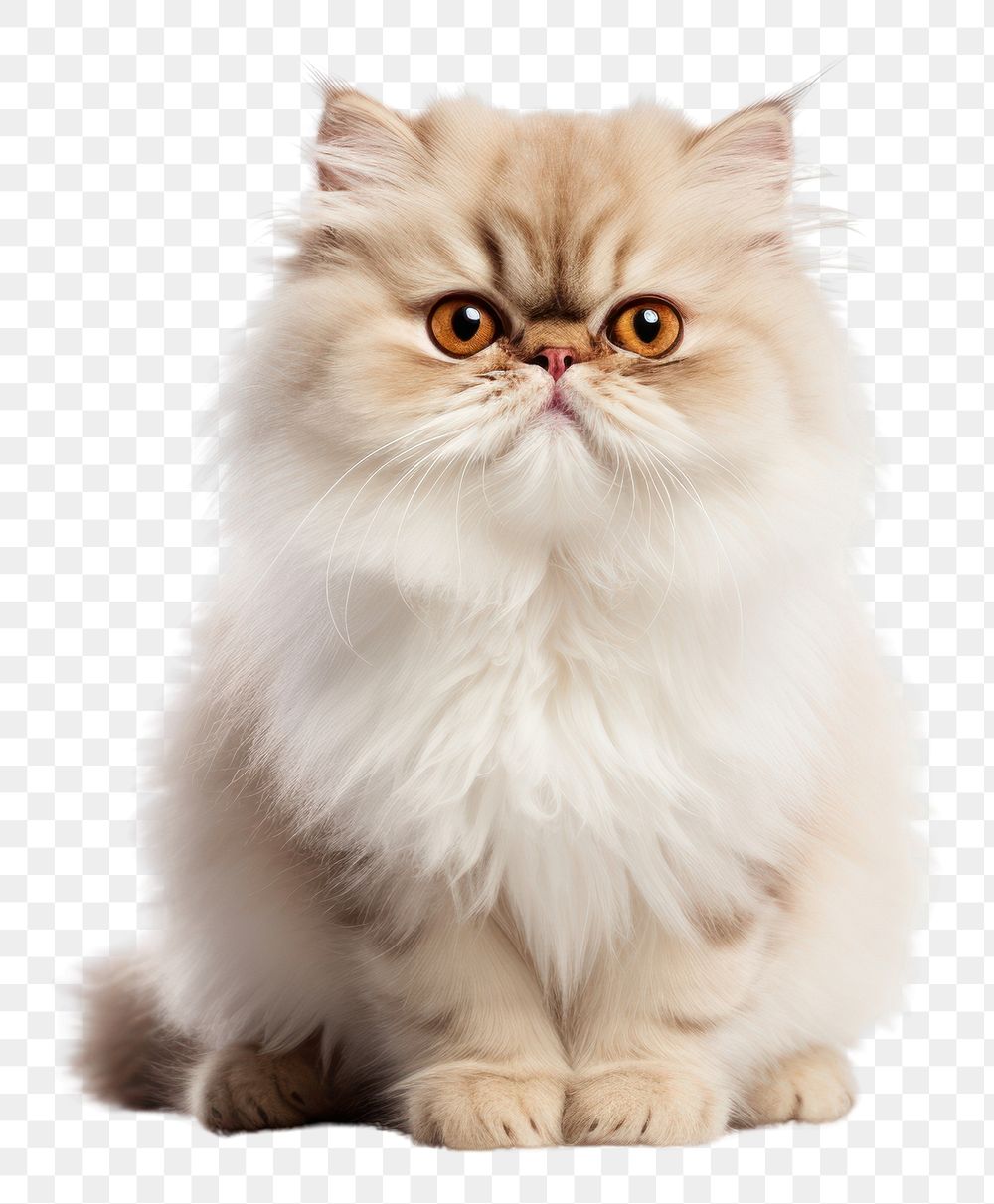 PNG Smiling persian cat mammal animal kitten. AI generated Image by rawpixel.