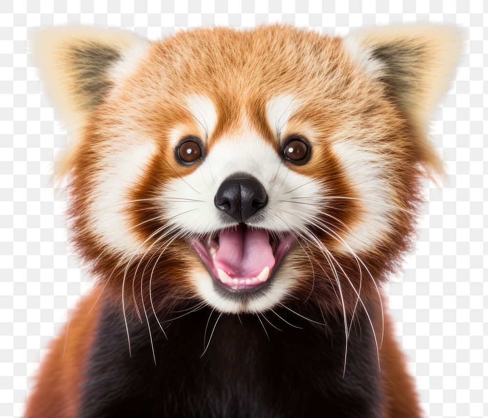 PNG Smiling red panda wildlife mammal animal. AI generated Image by rawpixel.