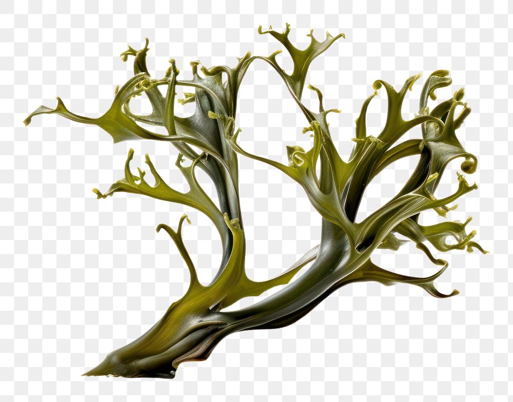 PNG Seaweed seaweed white background branch.