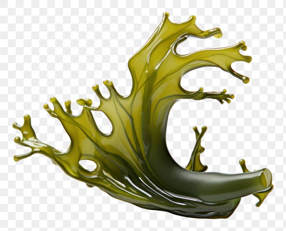 PNG Seaweed seaweed white background nature.