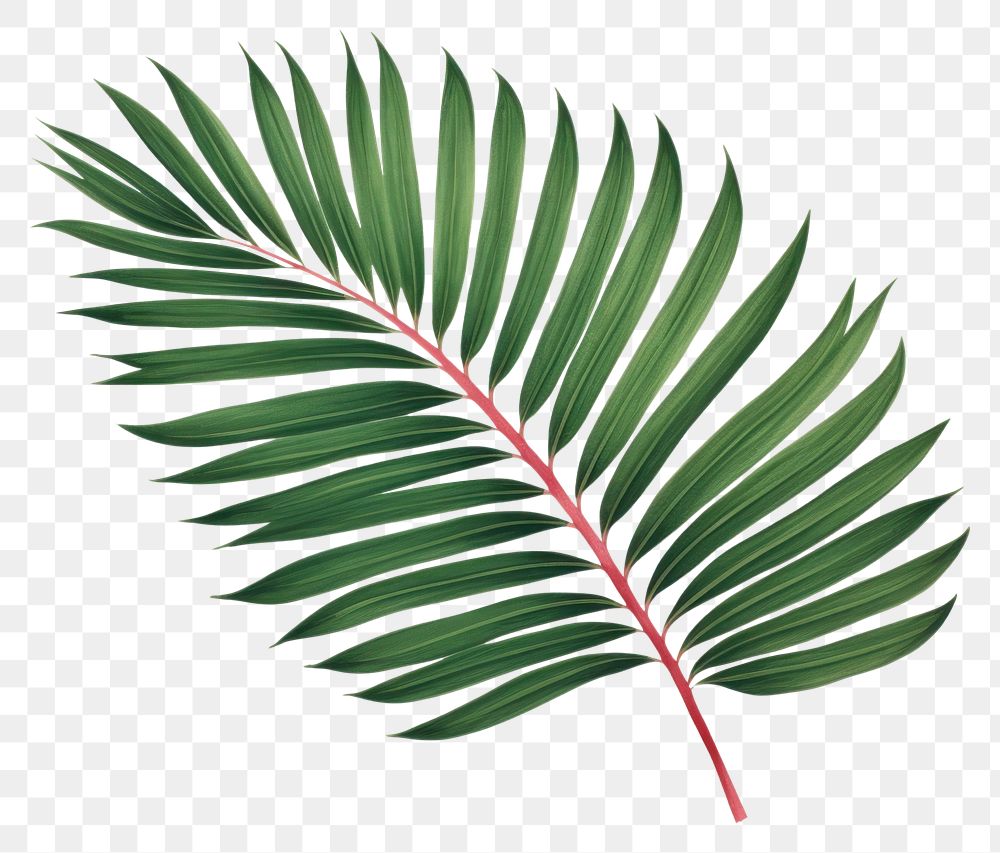 PNG Palm leaf plant tree pattern.