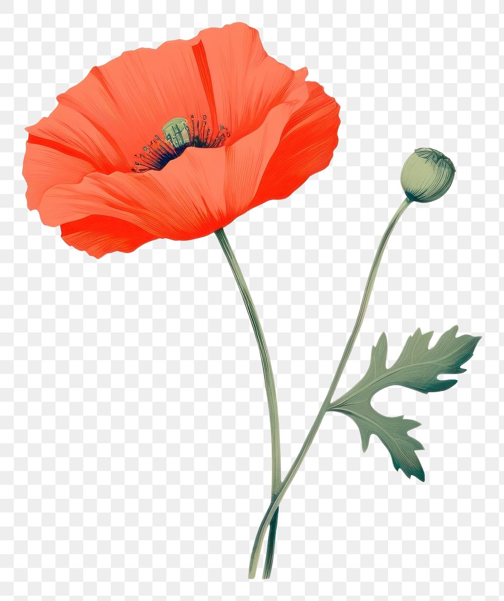 PNG Poppy flower plant inflorescence creativity.