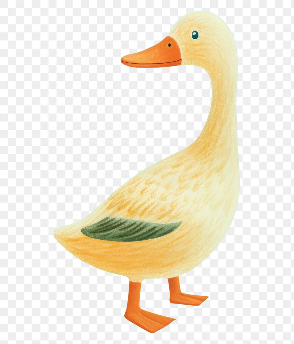 PNG Animal bird duck anseriformes.